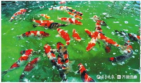 济南锦鲤游向全国 年产值达到1.1亿元