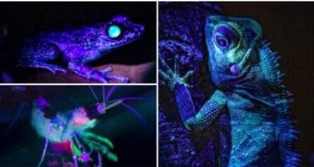 惊艳!英国一动物园发布罕见发光两栖动物照片