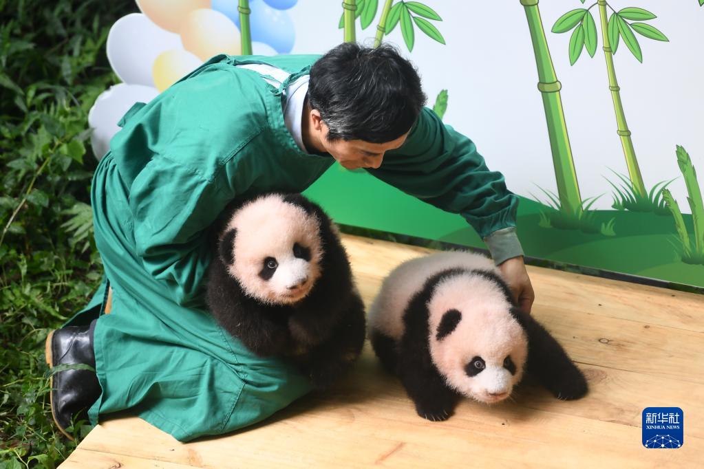 重庆动物园大熊猫双胞胎幼仔对外展出