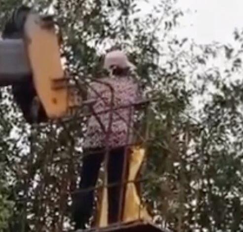 【孝出强大】儿子开吊车将母亲举高摘枣：只要她高兴就行