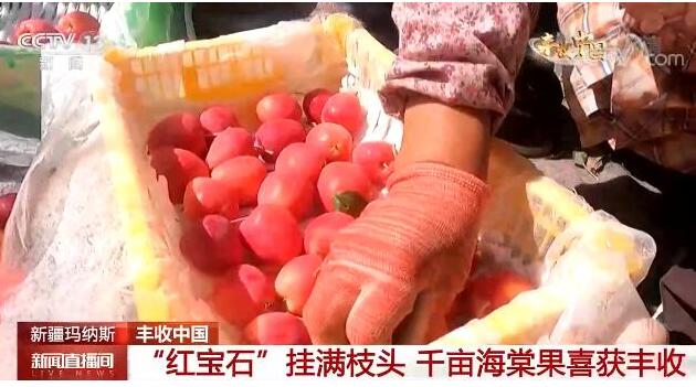 新疆玛纳斯：“红宝石”挂满枝头 千亩海棠果喜获丰收