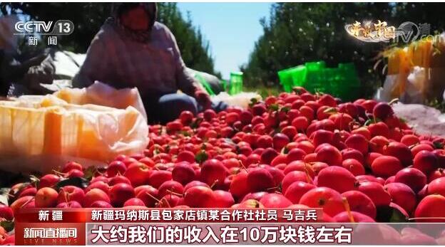 新疆玛纳斯：“红宝石”挂满枝头 千亩海棠果喜获丰收