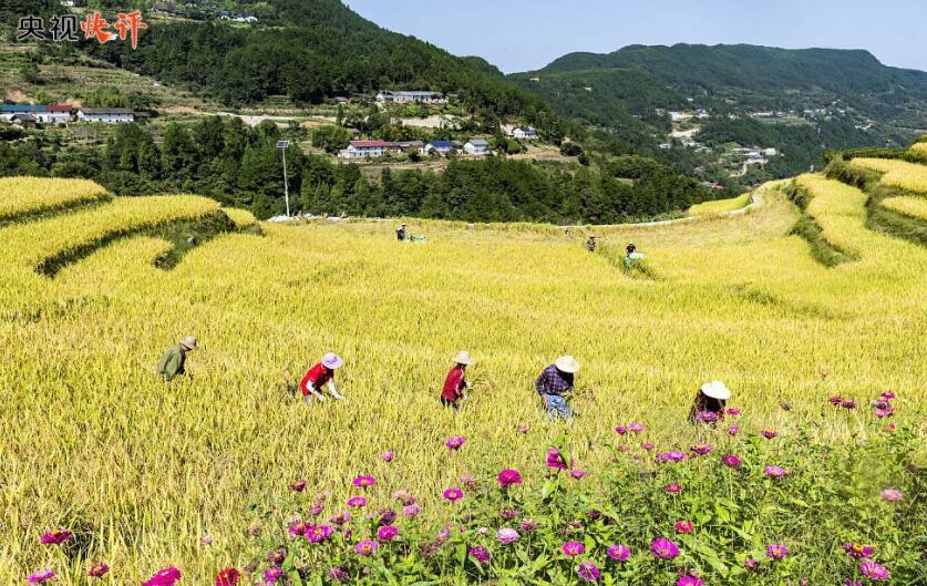 【央视快评】让广大农民生活芝麻开花节节高