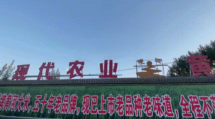 每到中秋节，泉水人家的金黄田野里尽是稻香……