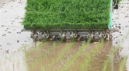 每到中秋节，泉水人家的金黄田野里尽是稻香……