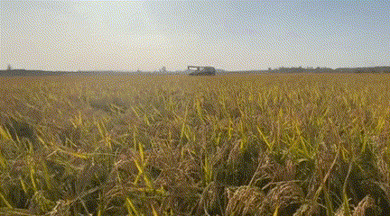 每到中秋节，泉水人家的金黄田野里尽是稻香……