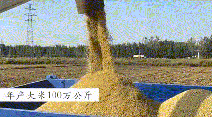 每到中秋节，泉水人家的金黄田野里尽是稻香……