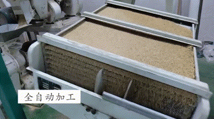 每到中秋节，泉水人家的金黄田野里尽是稻香……