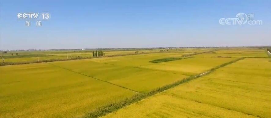 落实国家粮食战略 新疆优质高产耐盐碱水稻单产创新高