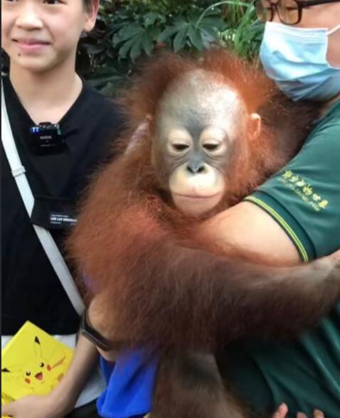 全红婵陈艾森终于去动物园了，心情大好与饲养员合影