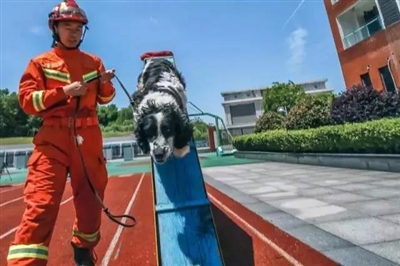 汶川地震最后一只搜救犬走了：它挽救了13条生命