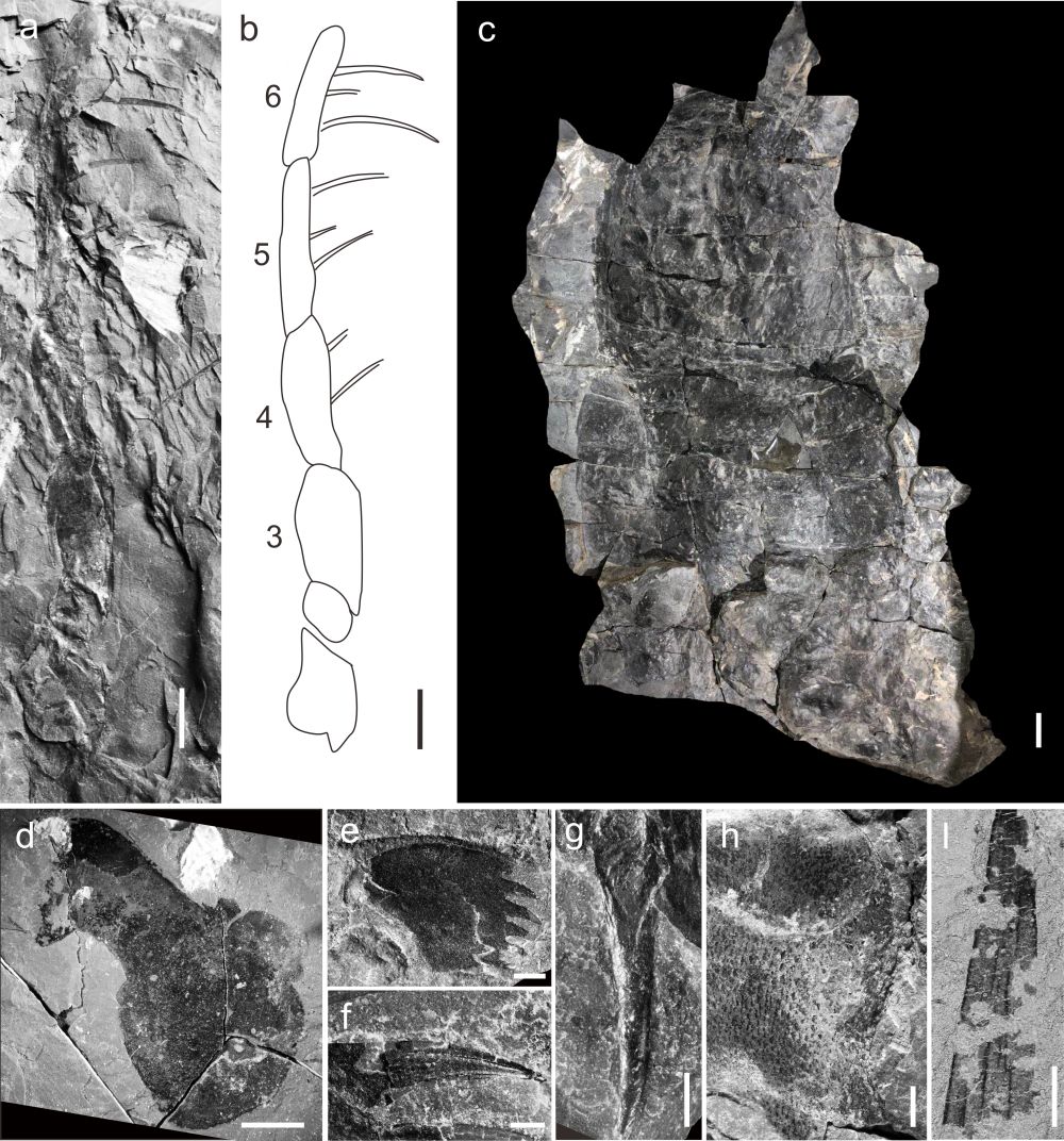 远古发现｜4.3亿年前，华南板块浅海的顶级捕食者是它？
