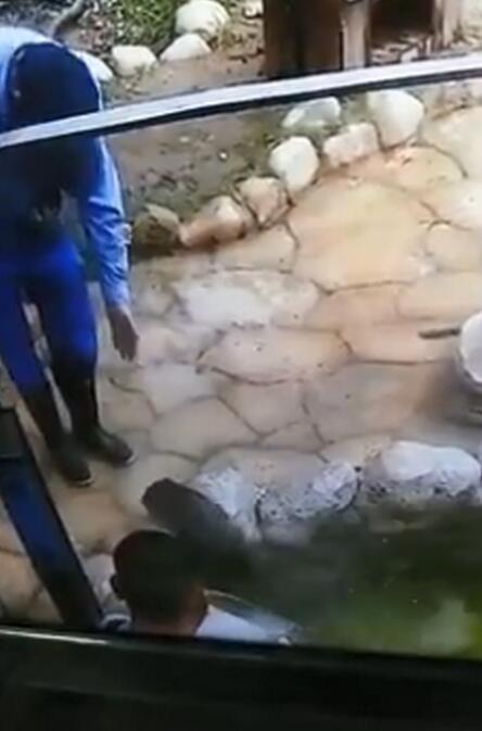 抢救游客落水手机,上海一只水獭上热搜!❗️❗️名字叫“油条”