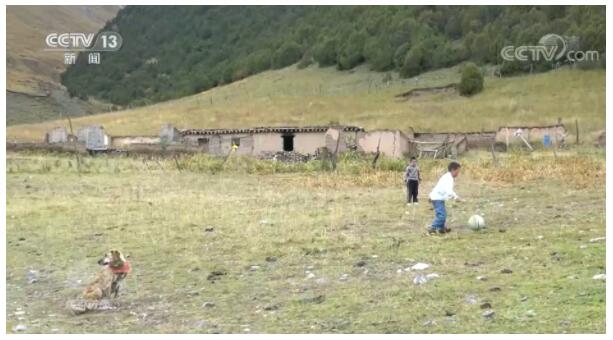 焦点访谈:我与雪豹做邻居