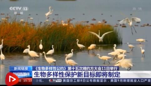划重点!什么是《生物多样性公约》?"爱知目标" 中国履约成绩如何?
