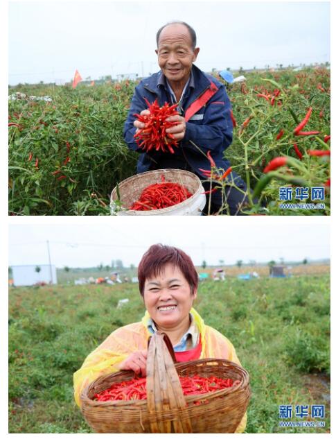 河南汝阳：辣椒田里的技能赛