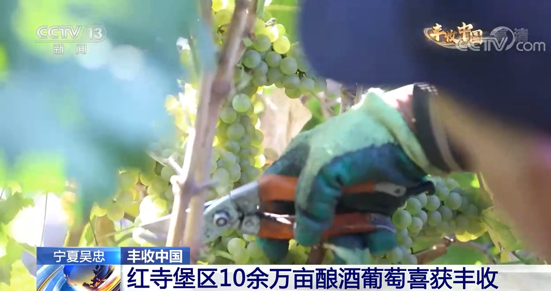 【丰收中国】宁夏吴忠：红寺堡区10余万亩酿酒葡萄喜获丰收