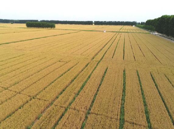 齐河之变——当“黄河咽喉”遇上生态保护和高质量发展