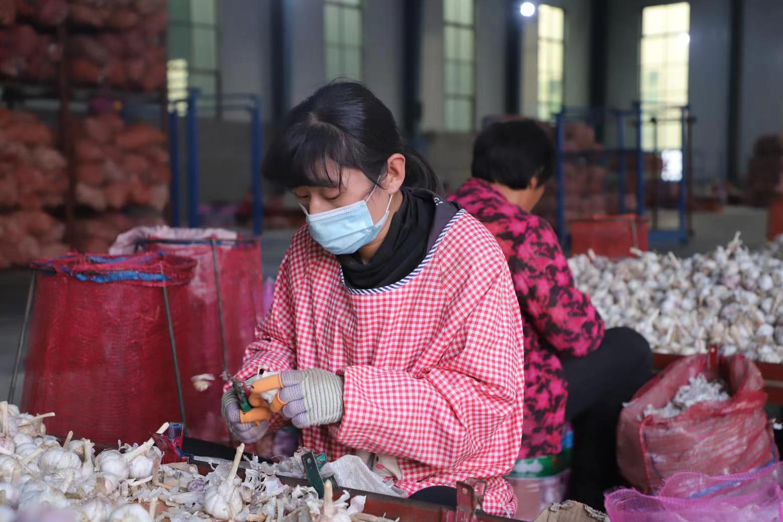 银保合作织密链式金融服务 擦亮“金乡大蒜”金字招牌