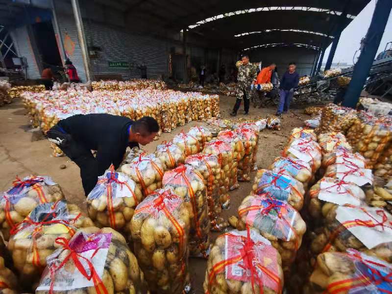 建设银行枣庄滕州支行：银保合作“马铃薯农户快贷”疏通融资“毛细血管”