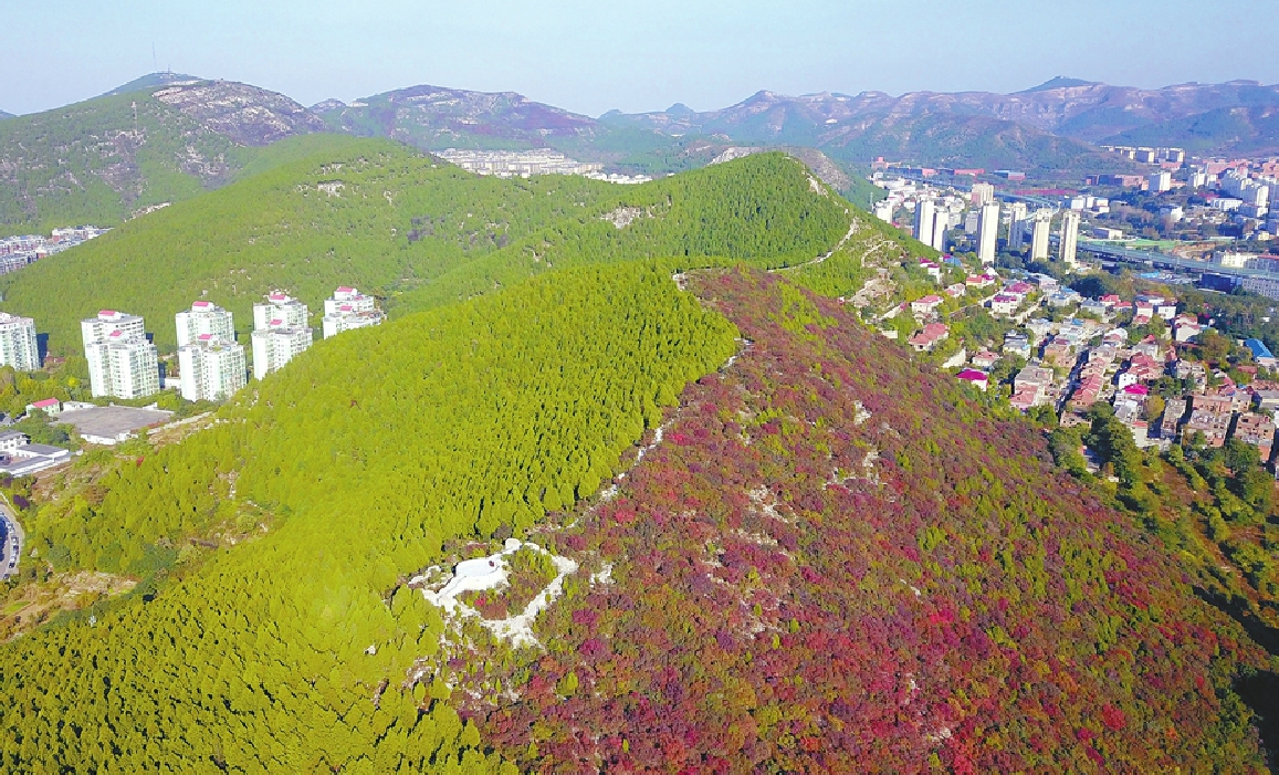 舜世路南首的蝎子山半山青翠半山红