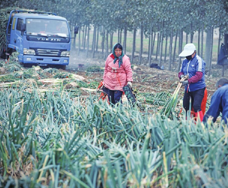 “葱忙”涨价，今年产量减少是主因 种植户分析：供求关系偏紧，短期内大幅降价可能性不大