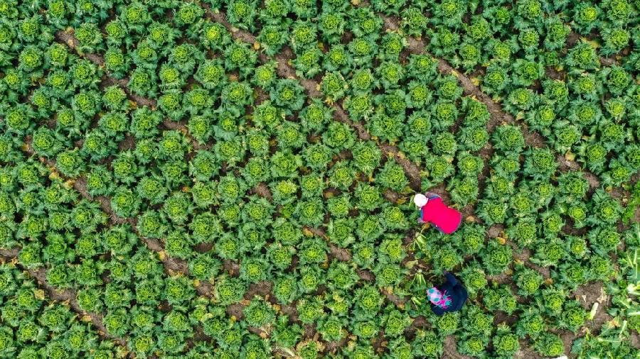 “米袋子”“菜篮子”产品能否量足价稳？——农业农村部有关司局负责人回应百姓关注热点话题