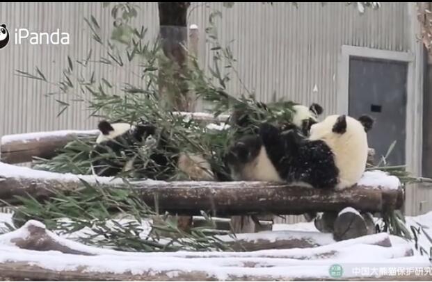 Pandas training for 2022 Winter Olympics