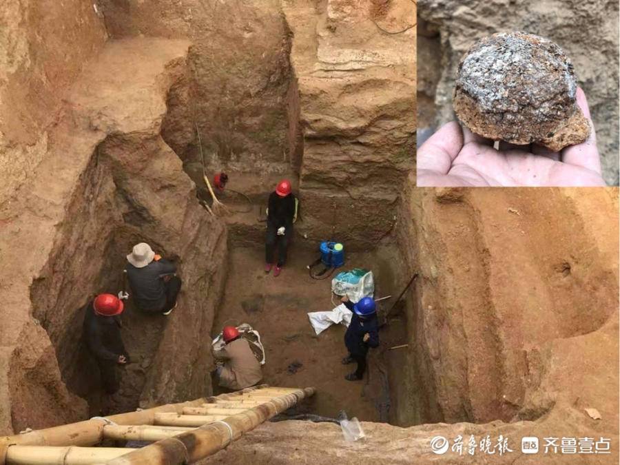 “世界最早茶叶实物”为何在山东出土？总领队为您揭秘