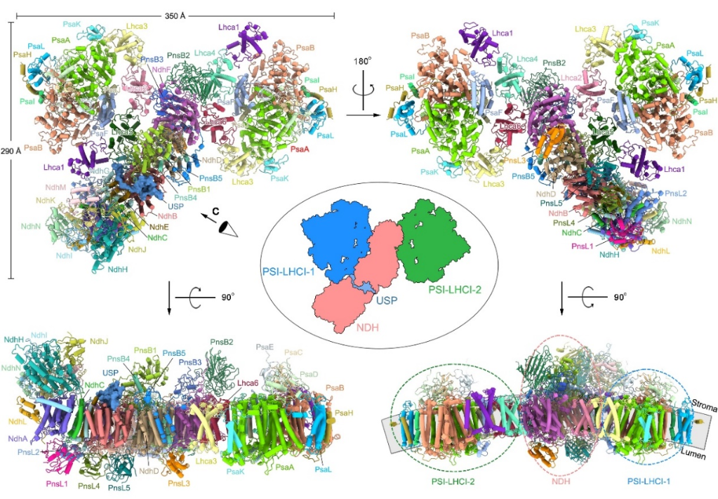 我国科研人员首次解析大麦叶绿体PSI-NDH空间结构