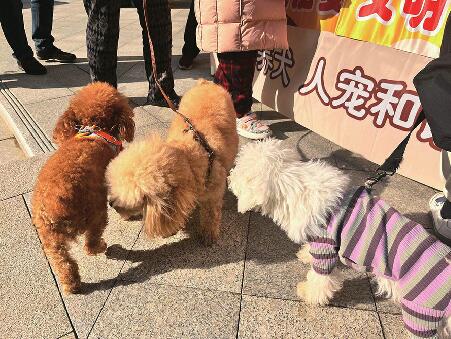济南支持和鼓励养犬协会等依法设立犬只收容场所、政府购买犬只收容留检服务……