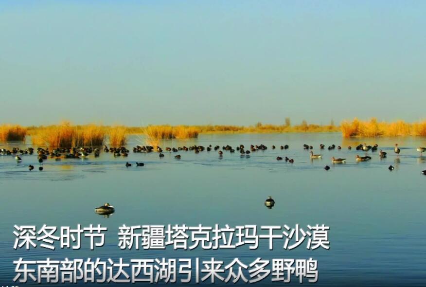 Озеро Дасиху в Синьцзяне привлекает стаи диких уток