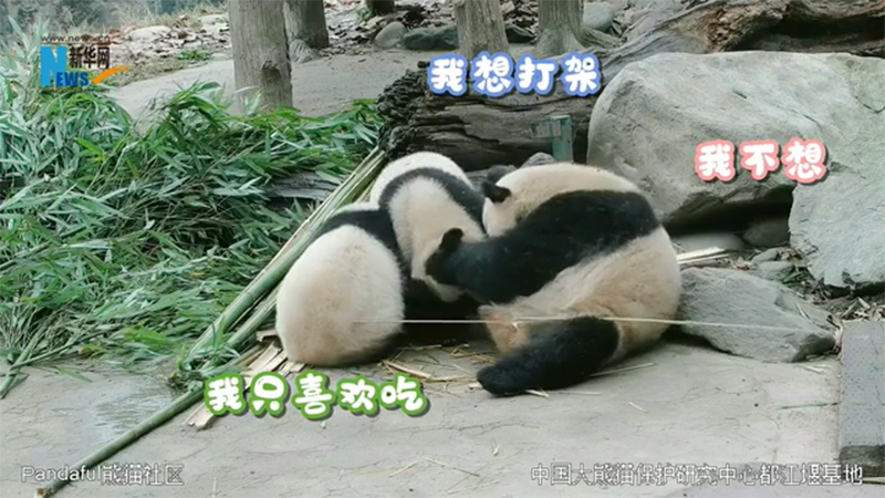 Trois pandas géants s'amusent ensemble