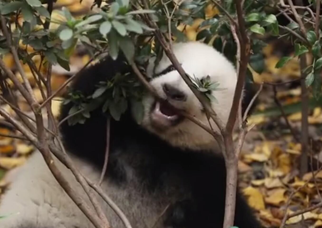 Baby panda's special molar rod