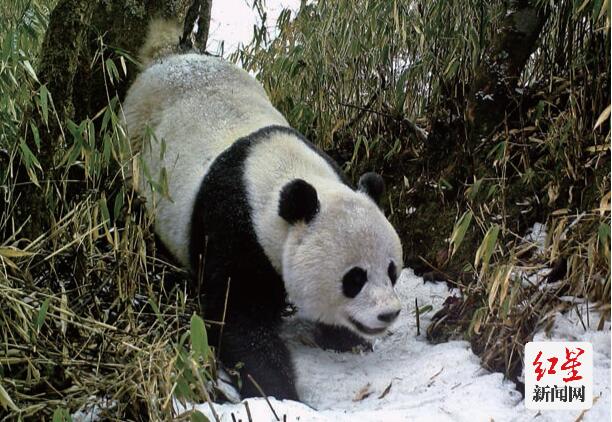 山魂——大熊猫国家公园里的守山人