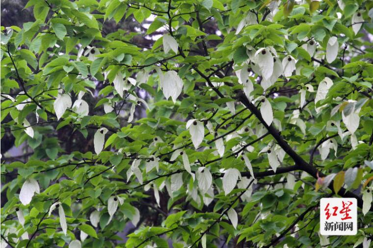 山魂——大熊猫国家公园里的守山人