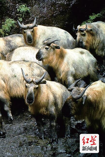 山魂——大熊猫国家公园里的守山人