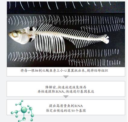 吃鱼不挑刺有望成为现实 不怕卡嗓子眼了！
