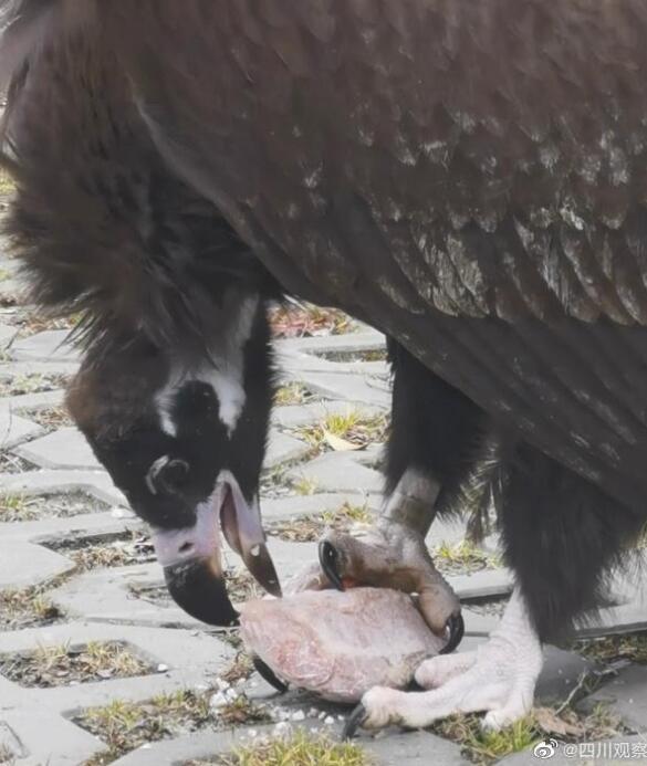 受伤秃鹫伤好后赖着不肯走 网友：天天有肉吃，谁还去流浪?