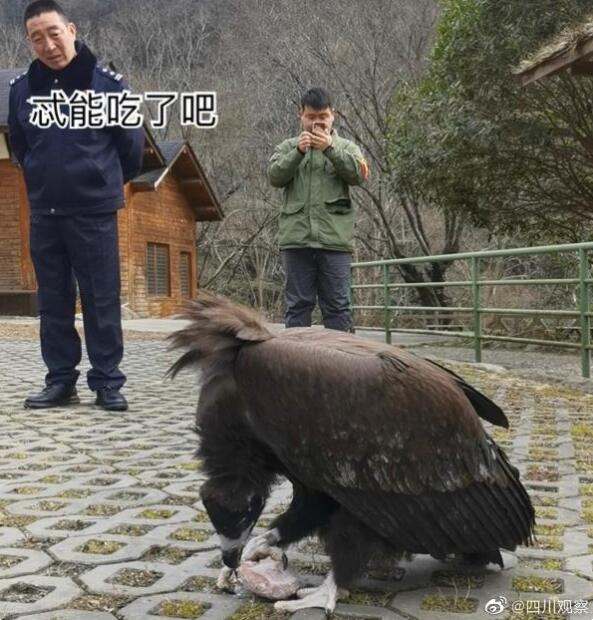 受伤秃鹫伤好后赖着不肯走 网友：天天有肉吃，谁还去流浪?