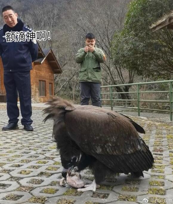 受伤秃鹫伤好后赖着不肯走 网友：天天有肉吃，谁还去流浪?