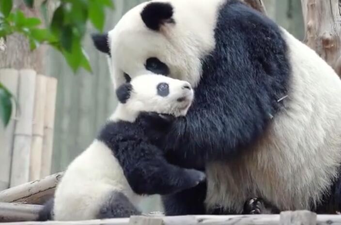 Un bébé panda géant joue avec sa mère
