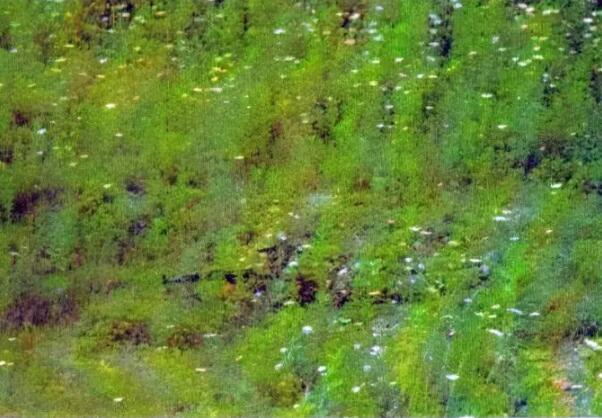 中国军人专属“潮服”上新!五分钟看懂我军作训服“进化史”