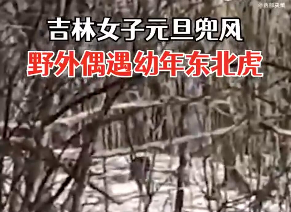 肉乎乎的，老可爱了！女子兜风偶遇肉乎乎的小东北虎