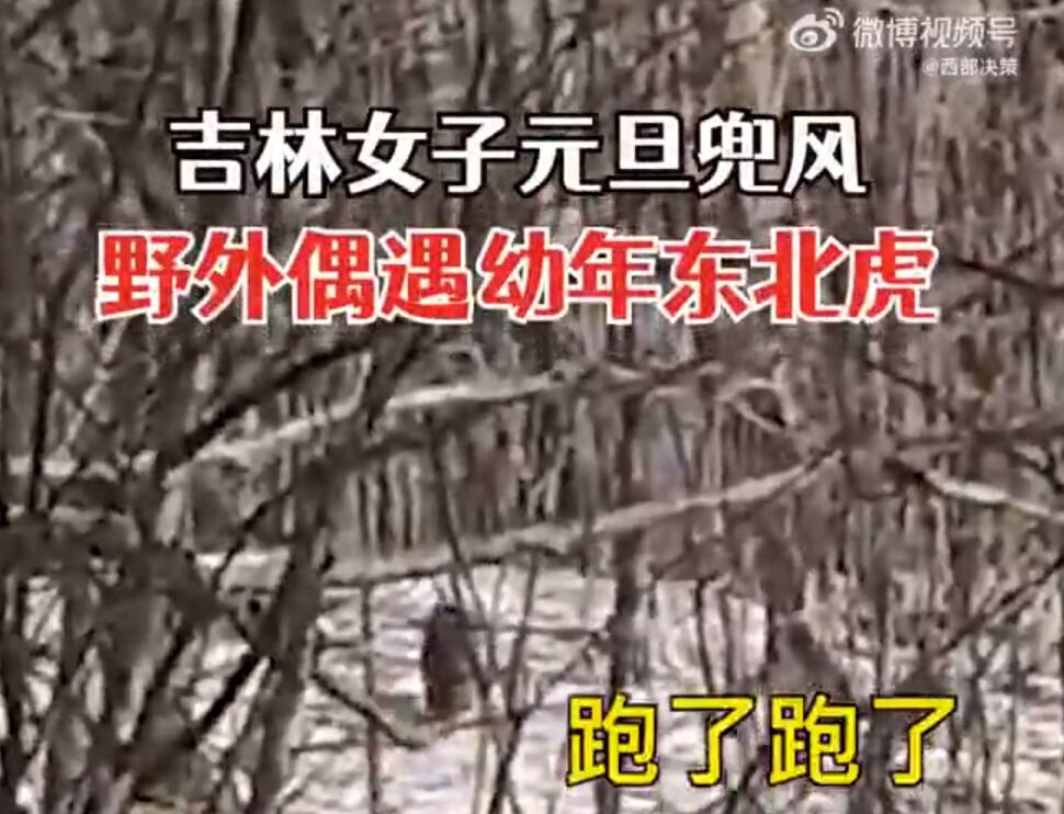 肉乎乎的，老可爱了！女子兜风偶遇肉乎乎的小东北虎