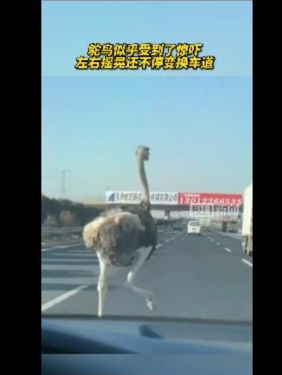 不可思议！天津高速鸵鸟奔跑车辆纷纷避让 车流中飞奔
