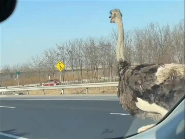 天津高速鸵鸟奔跑车辆纷纷避让：不慎掉落 已被车主领回