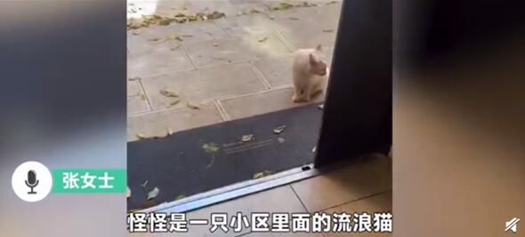 何必如此客气?流浪猫收到新年礼物回赠一只老鼠 已寄宿3年