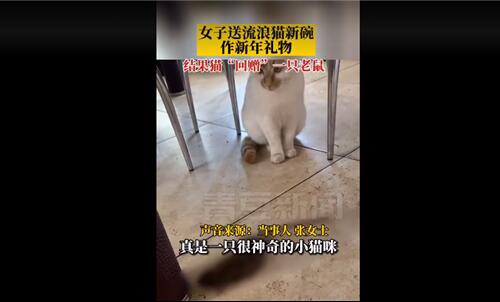 何必如此客气?流浪猫收到新年礼物回赠一只老鼠 已寄宿3年