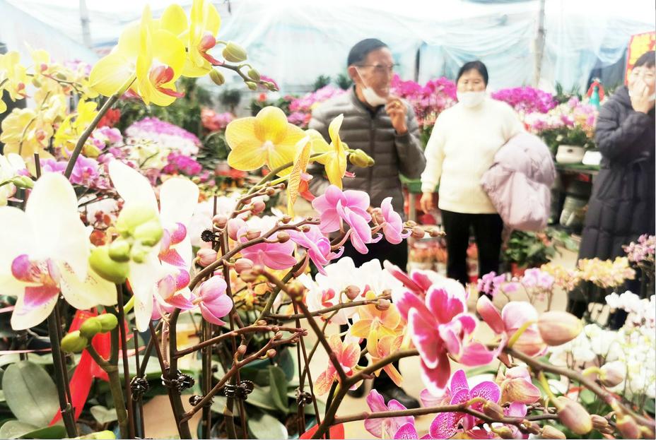 Beautiful Flowers Welcome Spring Festival.